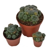 Mescaline Cactussen