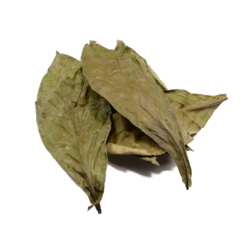 images/productimages/small/chacruna-leaves-peru-import.png