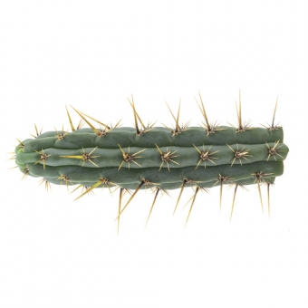 images/productimages/small/cuzco-echinopsis-cuzcoensis.jpg