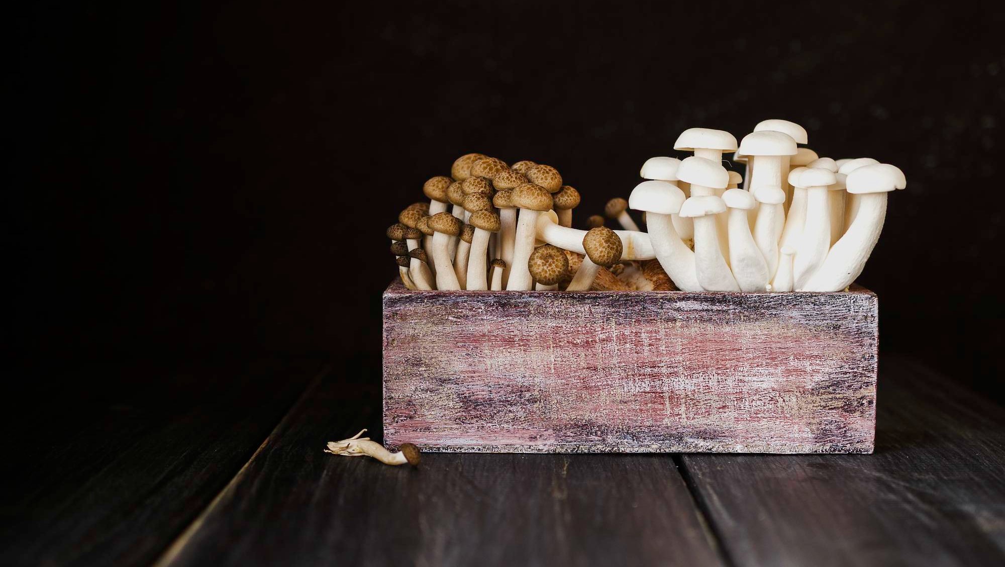 Paddo's kweken of toch kant-en-klare truffels? Dit is waarom een grow-kit avontuur je goed gaat doen! 