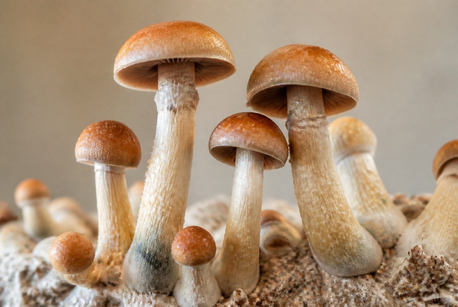 Golden Teacher kweken: wat levert een 2100cc growkit je echt op?