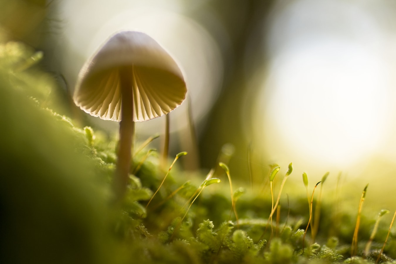 magic mushroom feitjes
