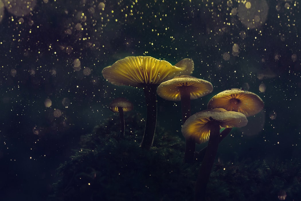 Heb jij 10.000 dollar over voor een magic mushroom trip?