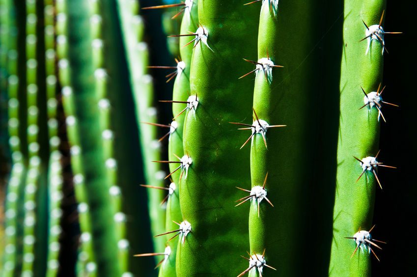 Handige info over de San Pedro mescaline cactus
