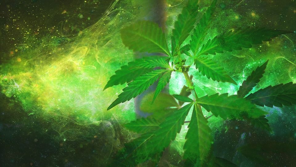 Cannabis know-how: vijf weetjes op een rij 