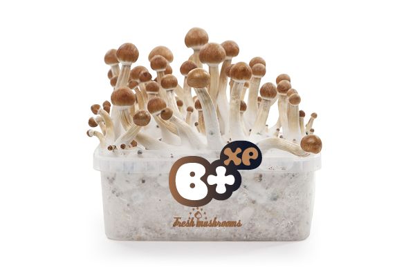 B+ - FreshMushrooms Magic Mushroom Grow Kit