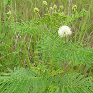 Desmanthus Illinoensis | 10 Zaden