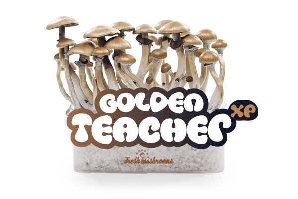 Golden Teacher - FreshMushrooms Magic Mushroom Grow Kit