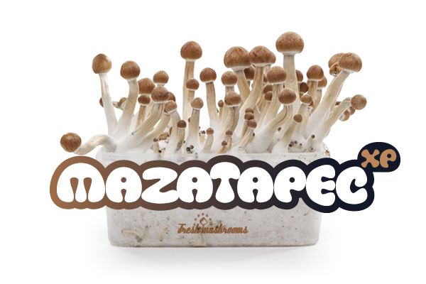 Mazatapec - FreshMushrooms Magic Mushroom Grow Kit