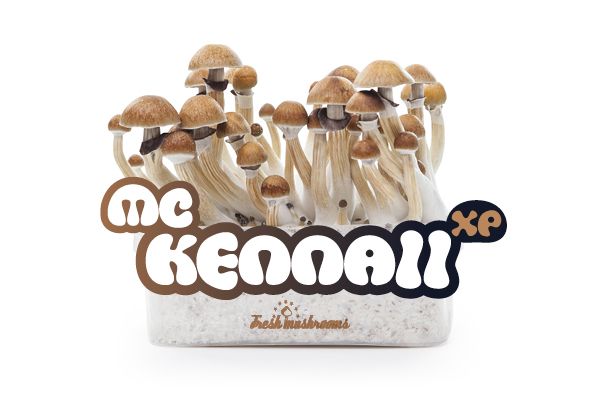 McKennaii - FreshMushrooms Magic Mushroom Grow Kit