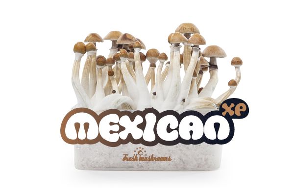 Mexican - FreshMushrooms Magic Mushroom Grow Kit