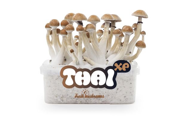 Thai - FreshMushrooms Magic Mushroom Grow Kit