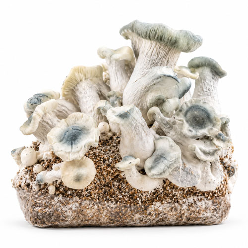 APE Albino Penis Envy grow bag 2100g