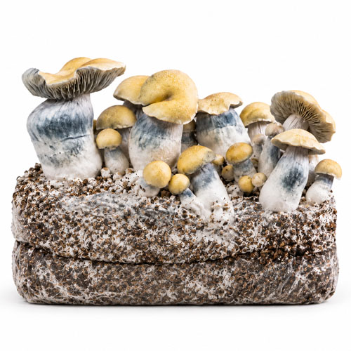 Bluey Vuitton grow bag 2100g