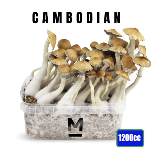 Cambodian - 1200cc Mushroom Grow Kit