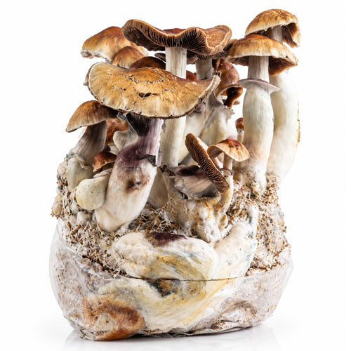 Golden Teacher Grow Bag 2100g