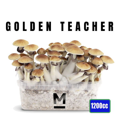 Golden Teacher - 1200cc Mushroom Grow Kit