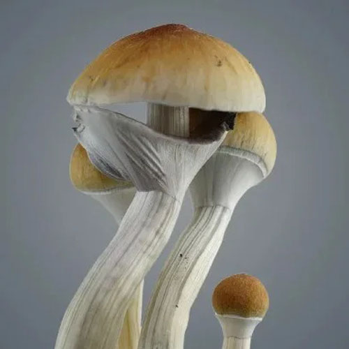 Golden Teacher Grow Kit – Royale Flush