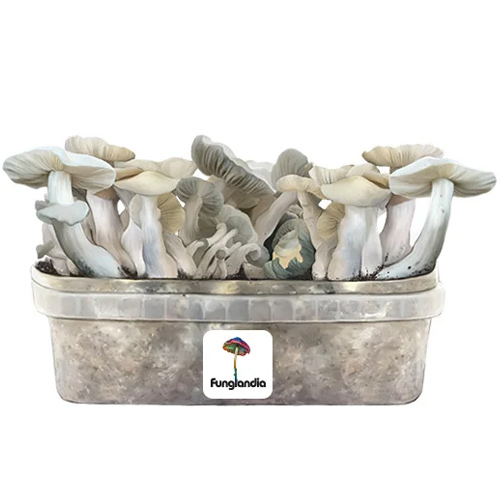 Jack Frost - Hybrid Mushroom Grow Kit