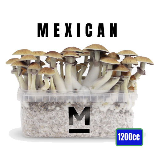 Mexican - 1200cc Mushroom Grow Kit
