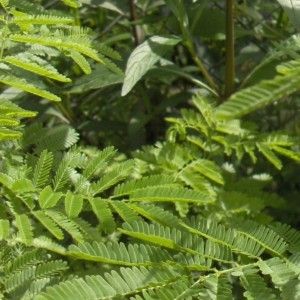 Mimosa Hostillis 10 zaadjes
