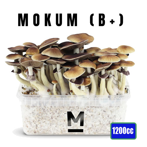 B+ 1200cc Mushroom Grow Kit