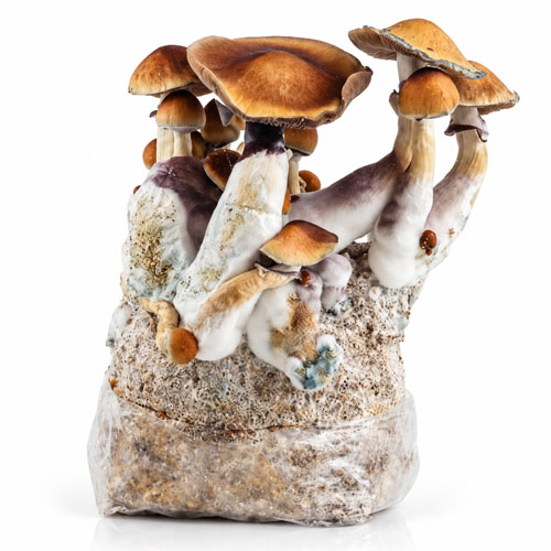Amazonian Grow Bag 2100g