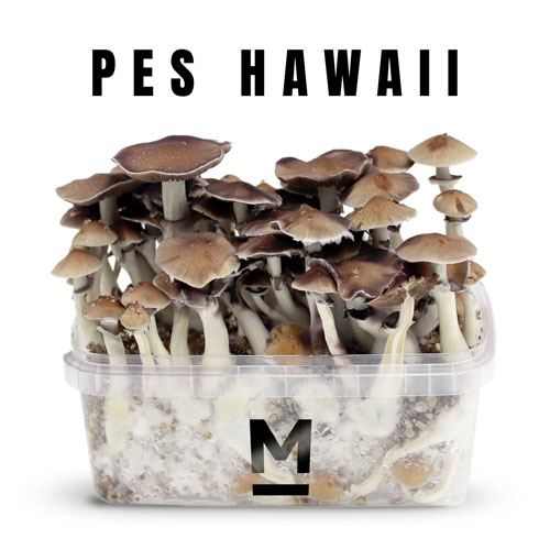 PES Hawaiian - 1200cc Mushroom Grow Kit