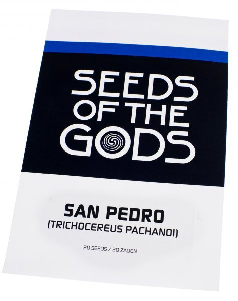 San Pedro - 20 seeds - Trichocereus pachanoi