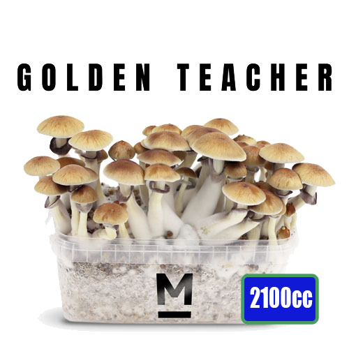 Golden Teacher XXL - 2100cc Mushroom Grow Kit