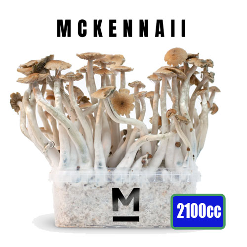 McKennaii XXL - 2100cc Mushroom Grow Kit
