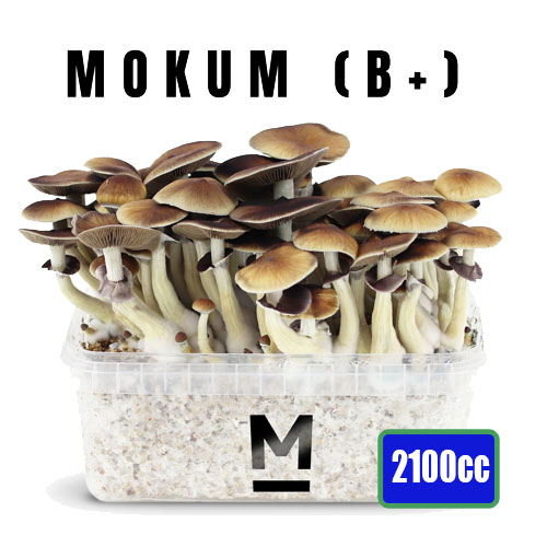 B+ XXL - 2100cc Mushroom Grow Kit