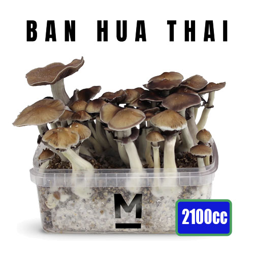 Thai XXL - 2100cc Mushroom Grow Kit