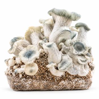 APE Albino Penis Envy grow bag 2100g