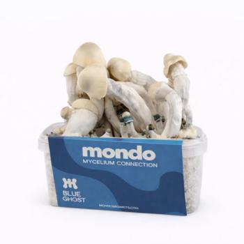 Blue Ghost 1200cc paddo kweekset van Mondo, doos met het M-logo