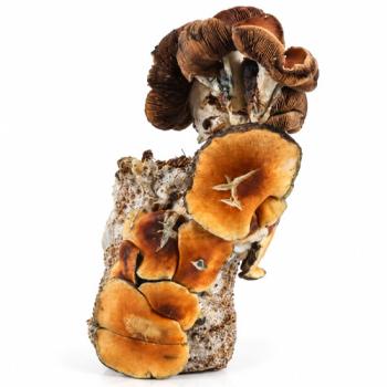 Blue Magnolia grow bag 1300g