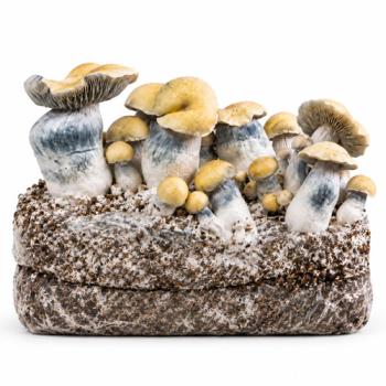 Bluey Vuitton grow bag 2100g