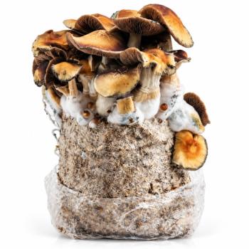 Hillbilly Pumpkin grow bag 1300g