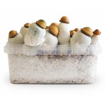 Marshmallow - Hybdride paddo kweekset