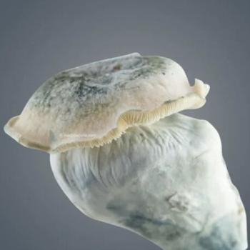 Melmac 116 Growkit – Royale Flush