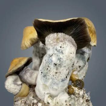 Penis Envy Gigantus Growkit – Royale Flush