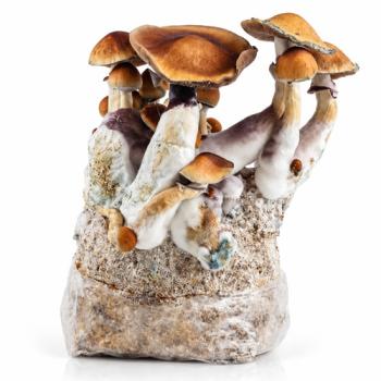 Amazonian grow bag 1300g