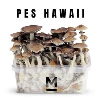 PES Hawaiian - 1200cc paddo kweekset